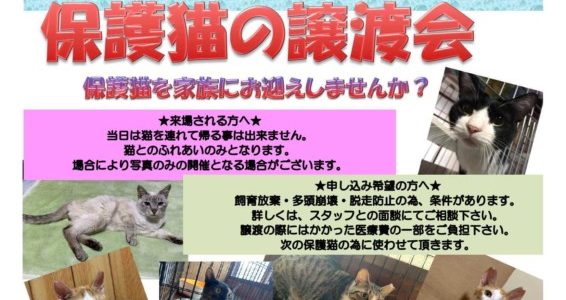 1月も保護猫の譲渡会開催されます